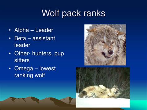 what is the omega wolf|lowest rank in wolf pack.